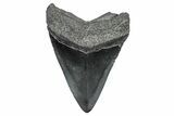 Fossil Megalodon Tooth - South Carolina #340140-1